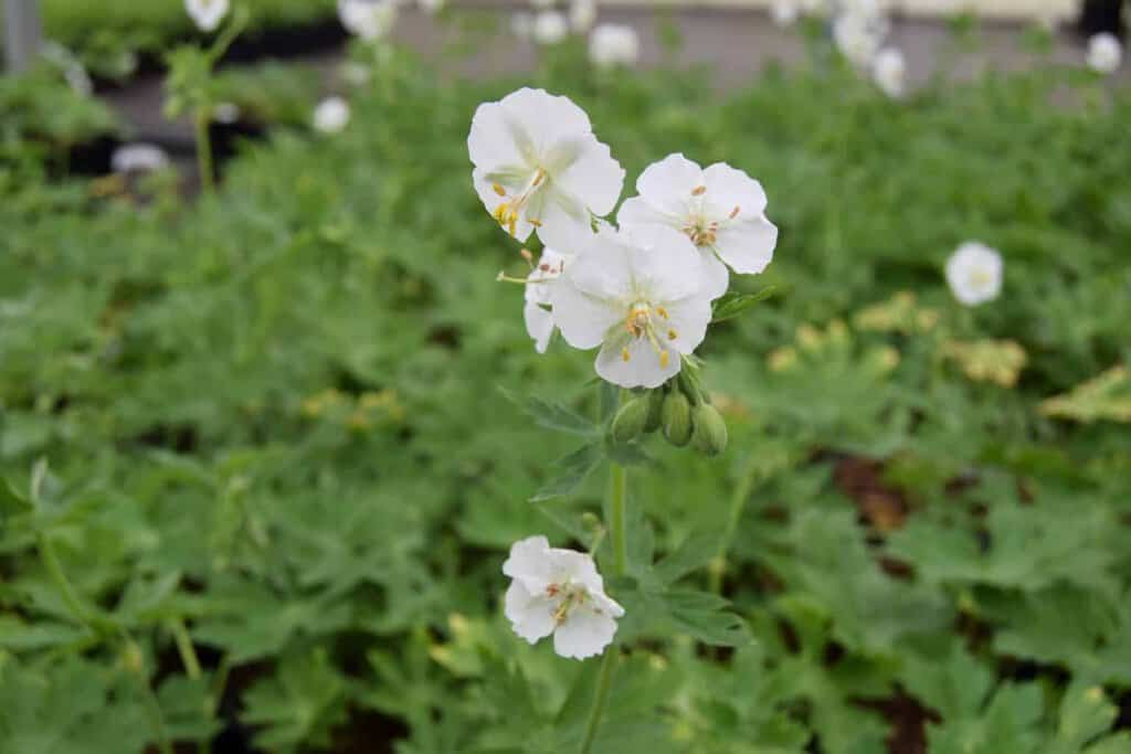 Geranium phaeum 'Album' ---